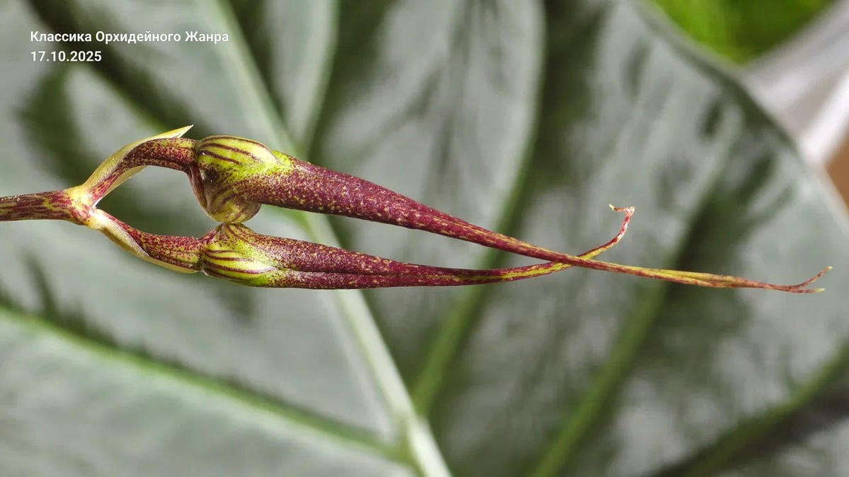 Растение уже сильнее, но ему еще не хватает «минерального давления», чтобы надуть веер разом.