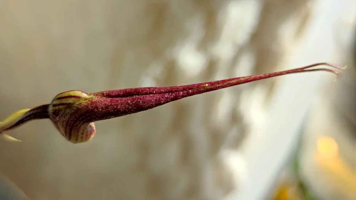 В первое цветение (октябрь 2024 года) растение выдает один цветок.