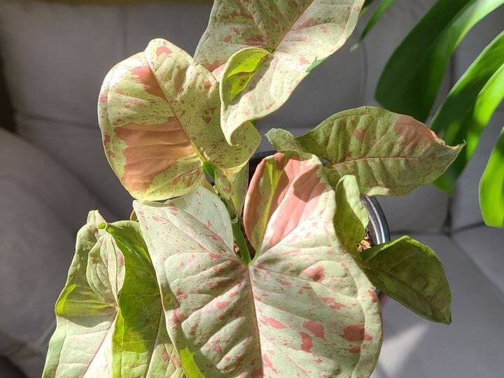 Сингониум: красивый цветок, простой уход