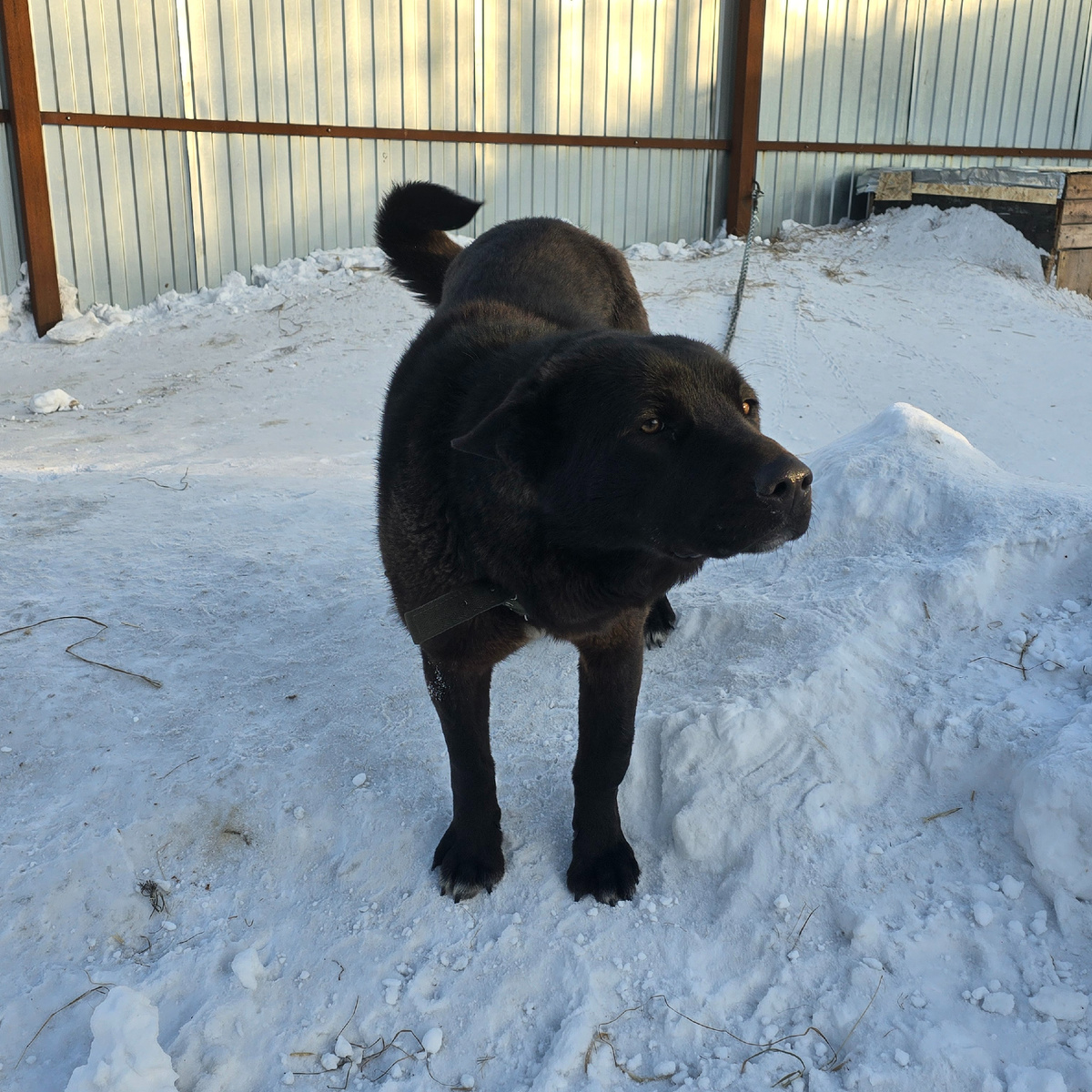 хвост трубой от счастья увидеть