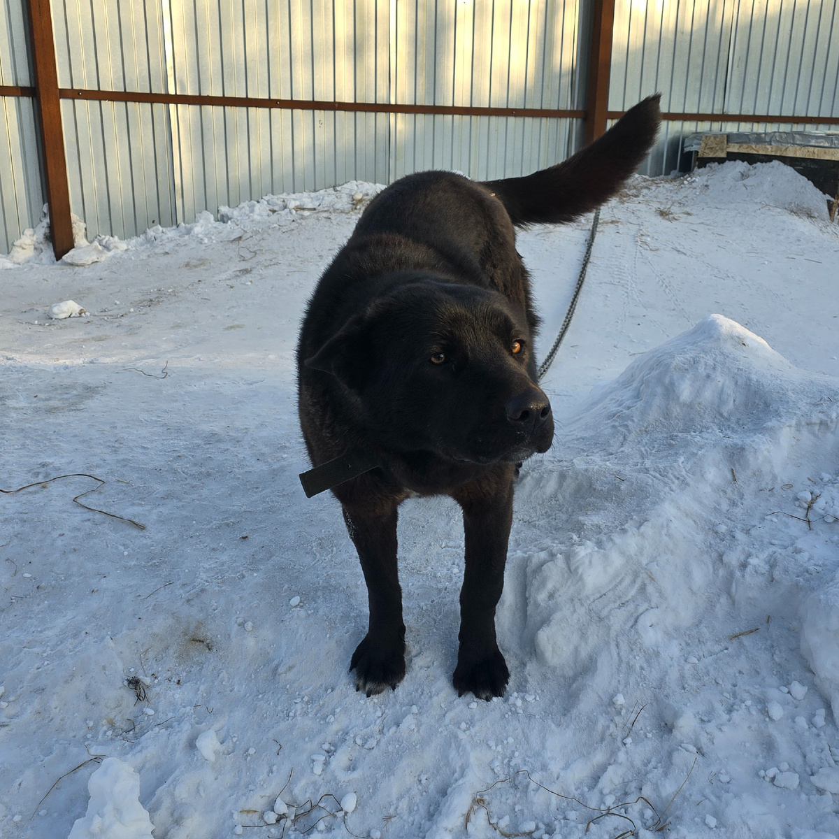 черная собака смотрит прямо в душу