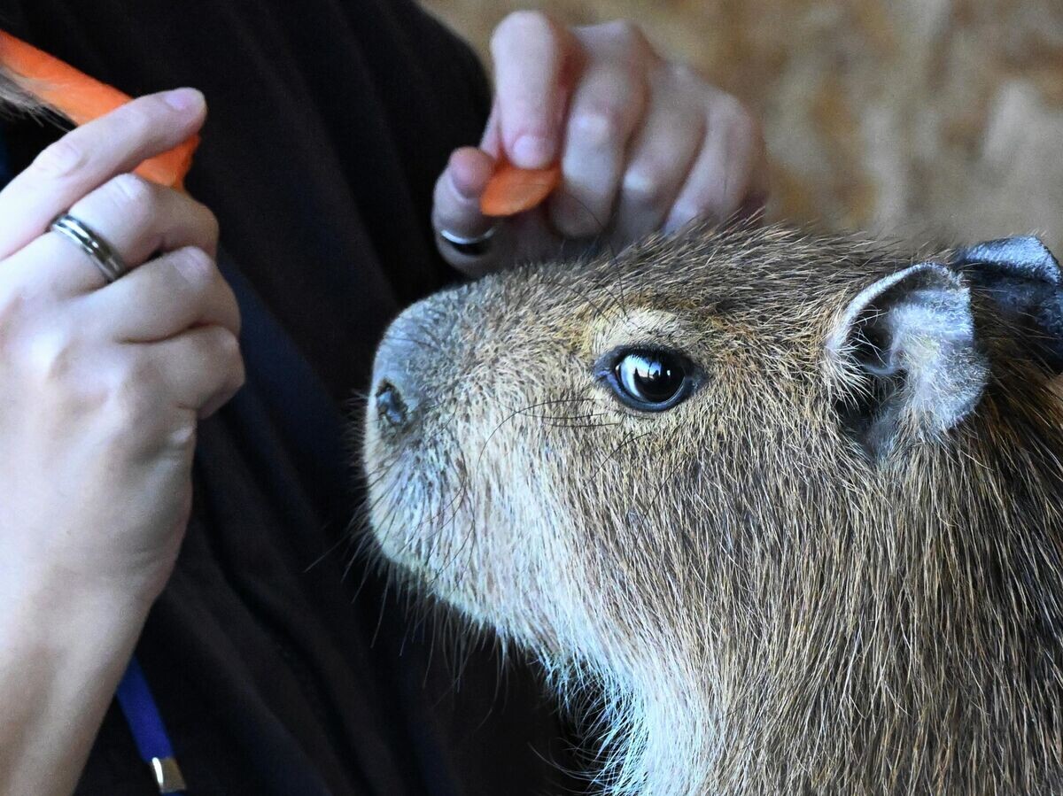    Капибара | © РИА Новости / Виталий Аньков