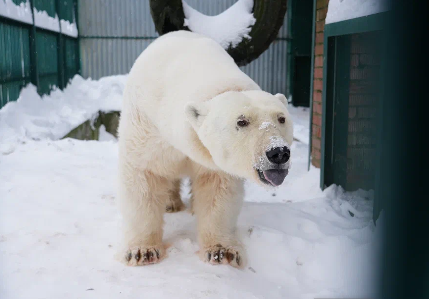     Белая медведица из Таймыра обживается в Московском зоопарке