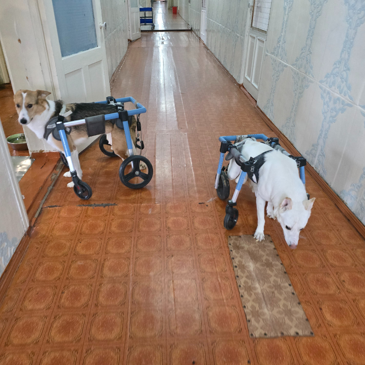 два друга коляски коридор ожидание прогулки