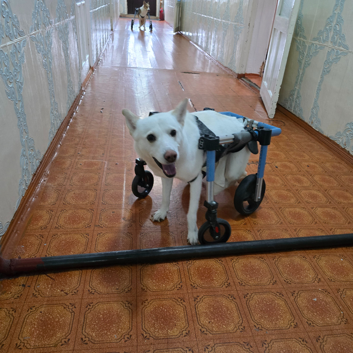 белая собака коляска язык счастье движение