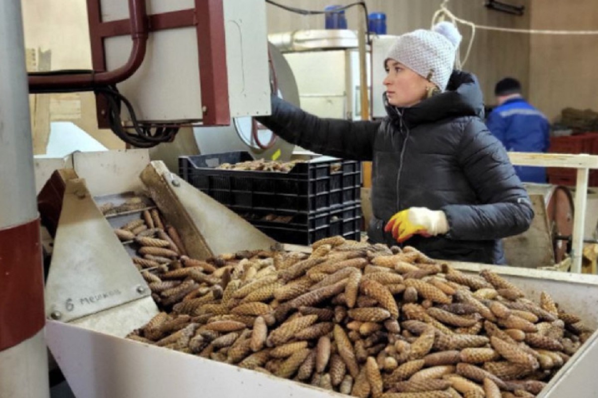    Фото: комитете по природным ресурсам Ленинградской области.