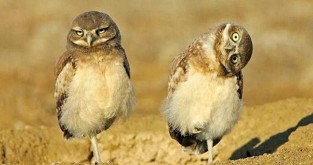 Киби и Меби