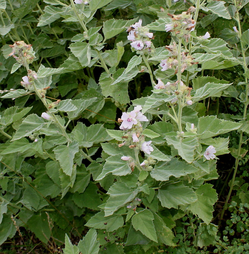 Алтей лекарственный (Althaea officinalis) легко вырастить на собственном участке.