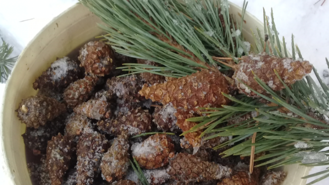 Фото: Комитет по природным ресурсам Ленинградской области