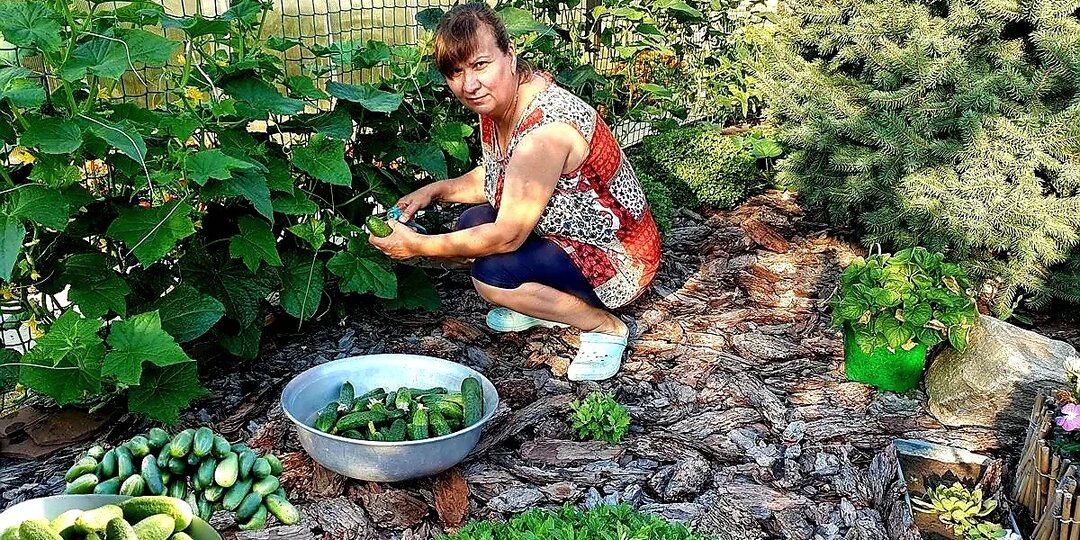 Почему я отказалась от огурцов "Герман" и не пожалела об этом