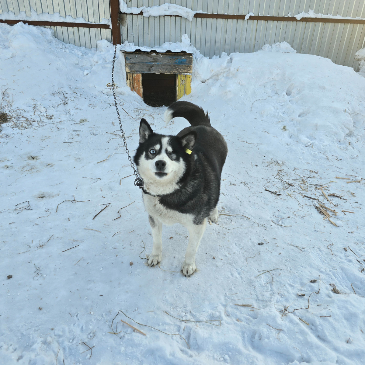 хаски улыбается несмотря на цепь