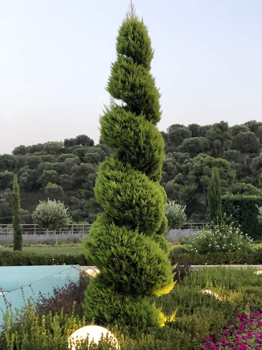 Фигурный топиар — животное или спираль — добавляет игривости саду 