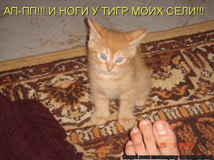 Красивый тигр из интернета