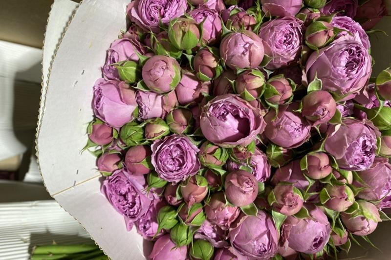    Россельхознадзор. Розы