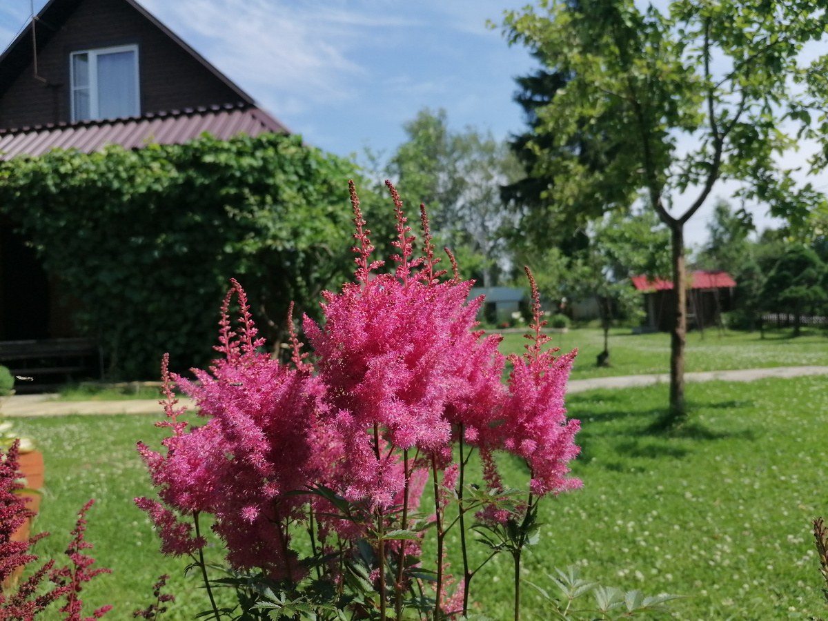 Астильба Рейса 'Глория Пурпуреа' (Arendsii Gloria Purpurea) 1921 года селекции в нашем саду. Фото автора @Маша Генералова