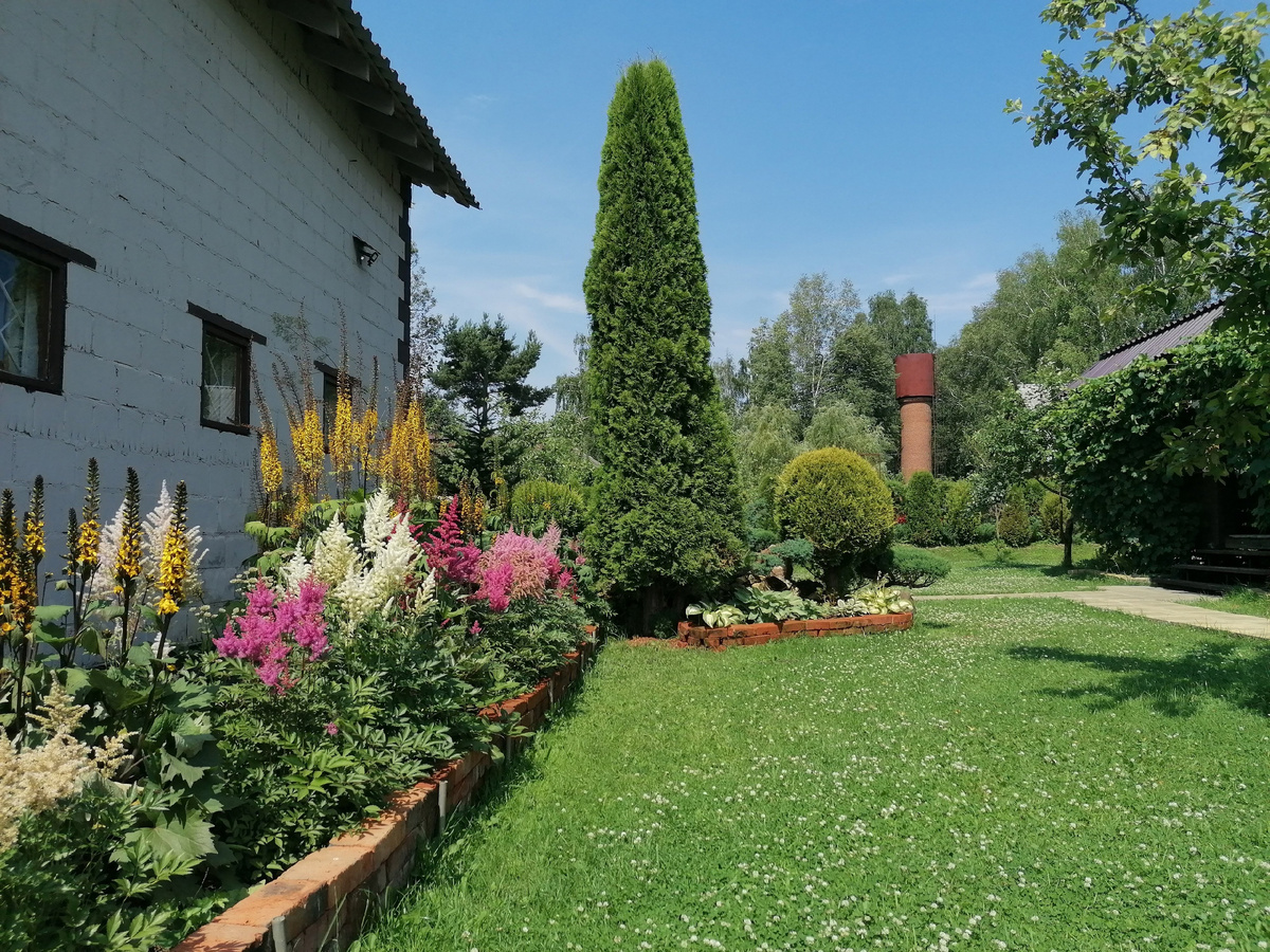 Астильба Рейса 'Глория Пурпуреа' (Arendsii Gloria Purpurea) рядом с белой 'Диаманд' в нашем саду. Фото автора @Маша Генералова