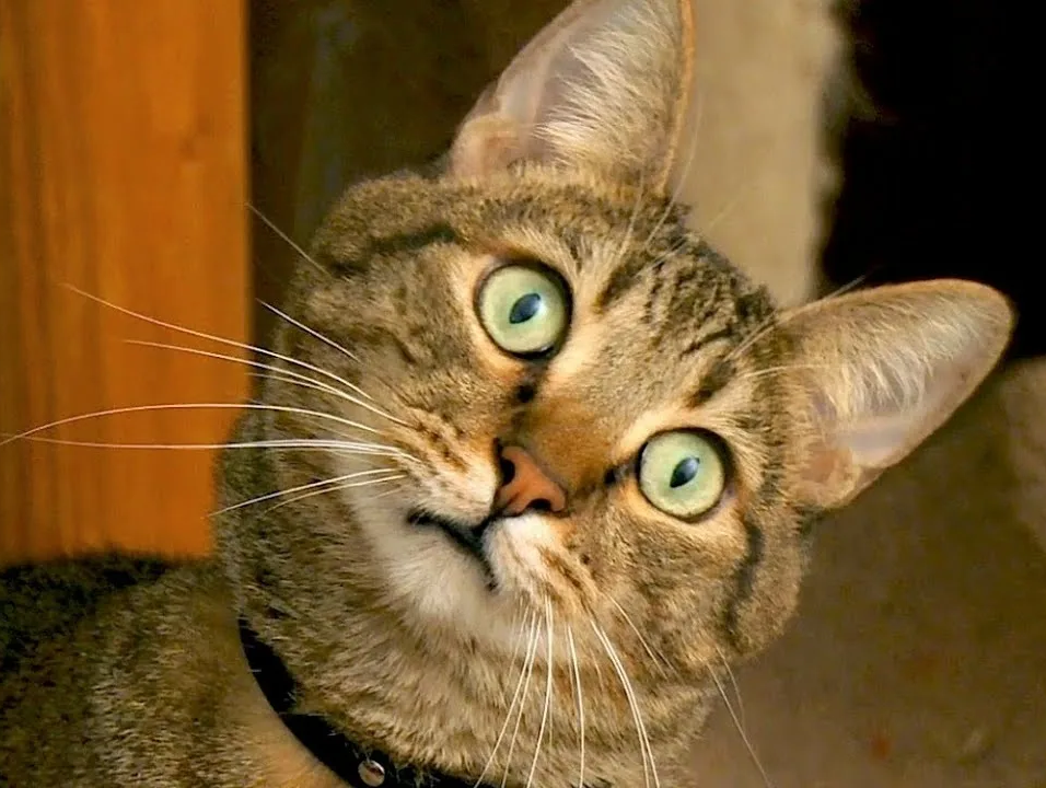 -Ой, бабушка! А ты как здесь?! Какими судьбами?