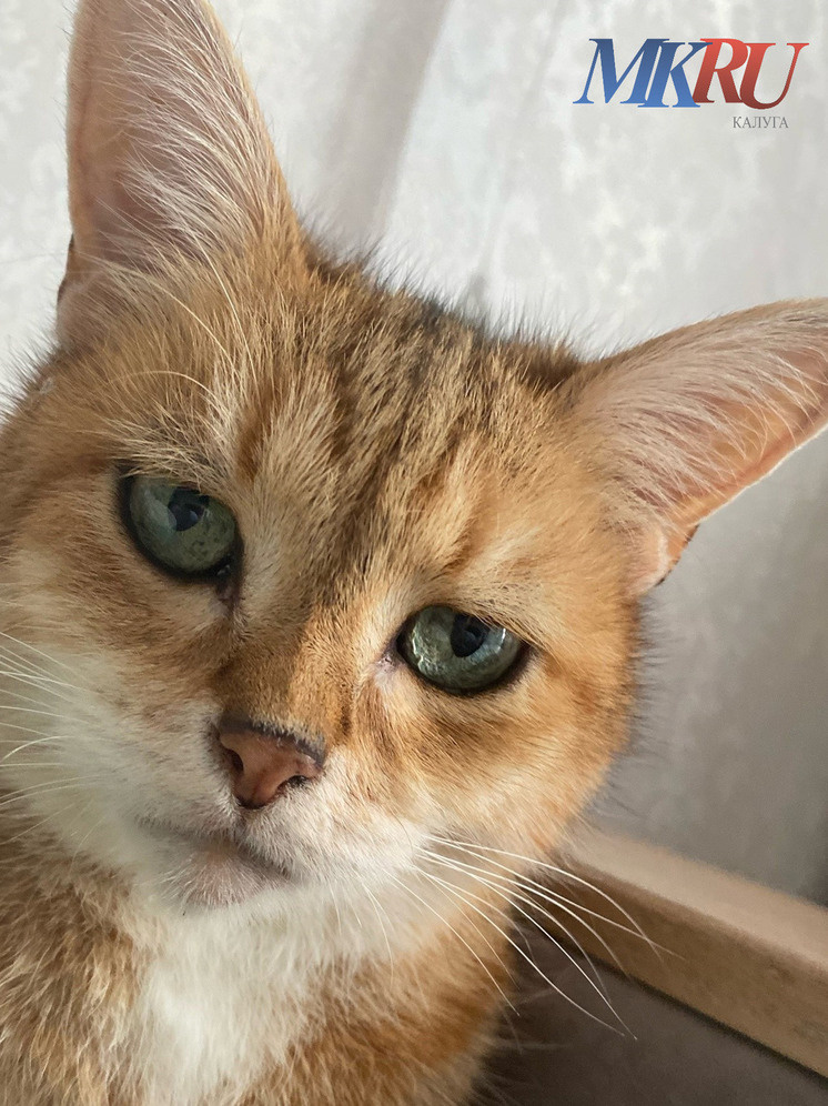     Фото: "МК в Калуге"