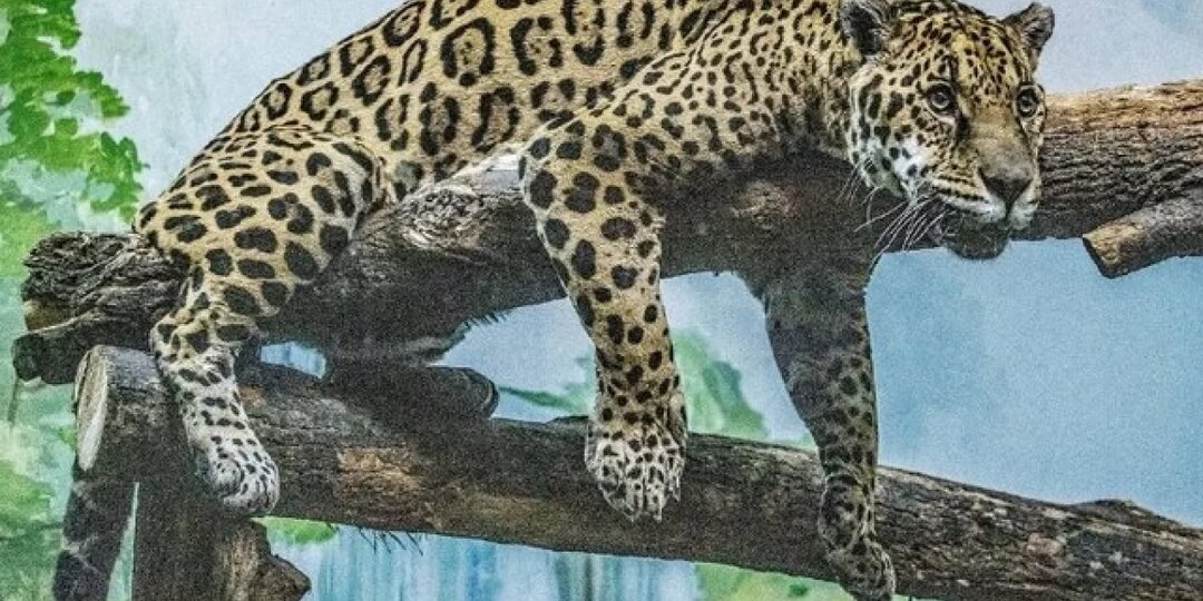 Ягуар Порги из новосибирского зоопарка отмечает 19-летие