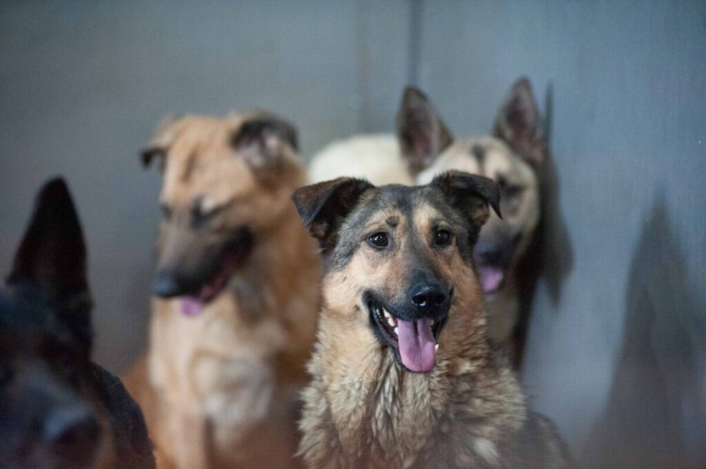    Фото: Арсений Арлюков