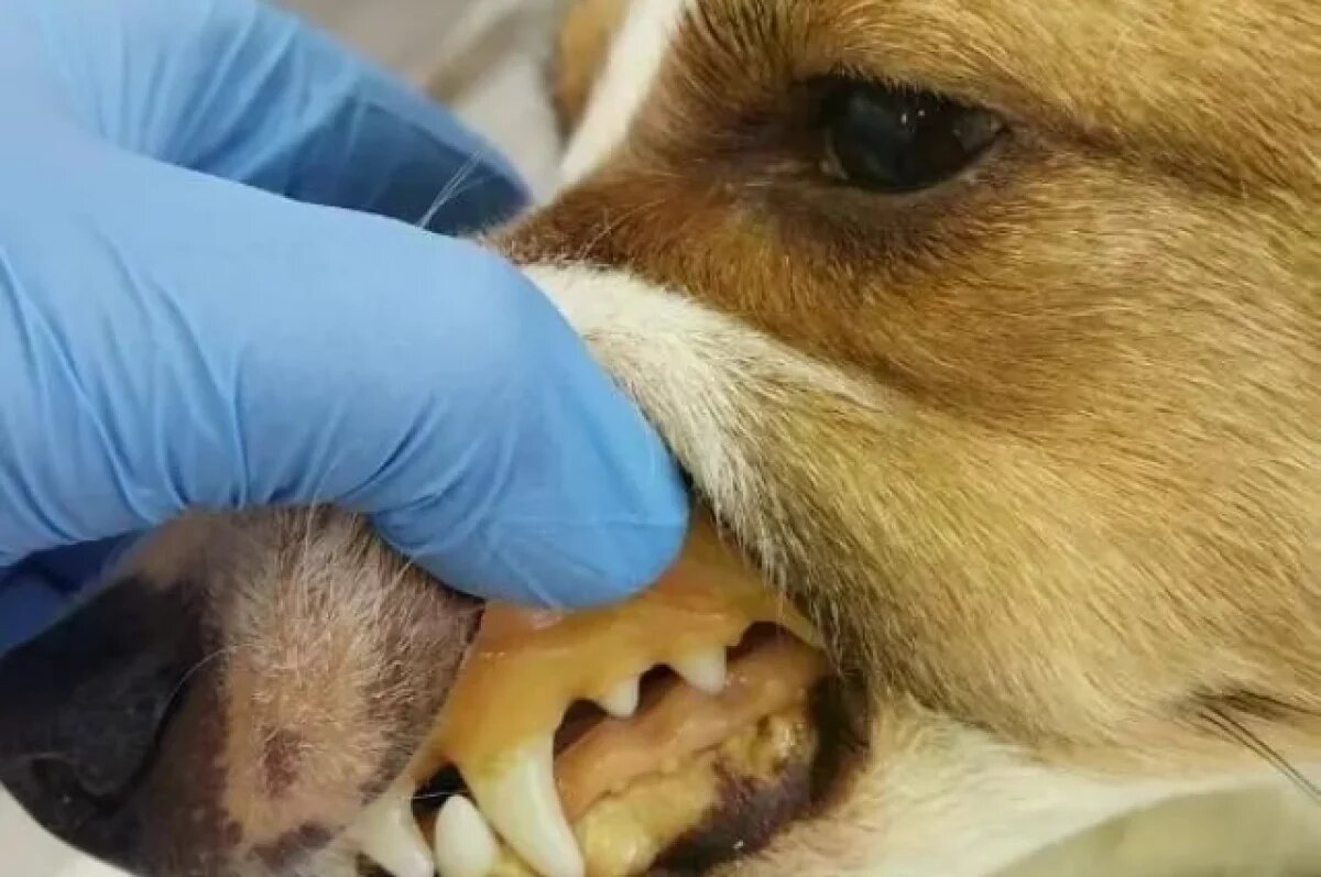    В Саратовской области обнаружили собаку Жулю с желтухой