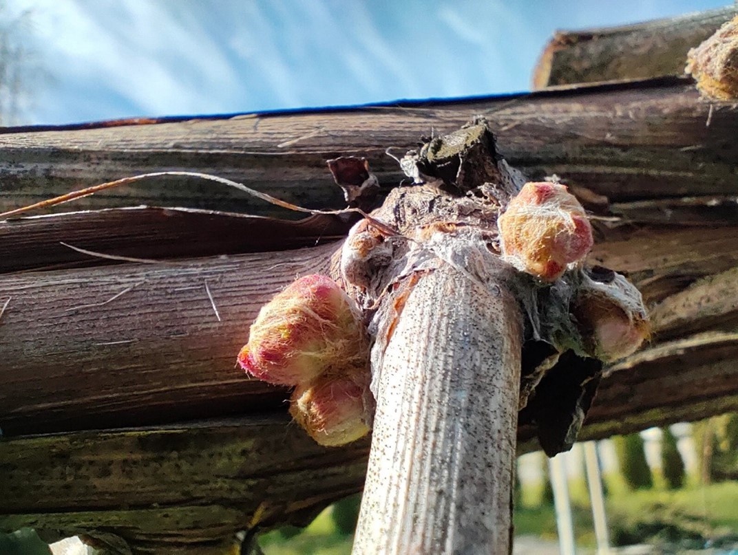 На лозе хорошо различимы мелкие пикниды патогена 