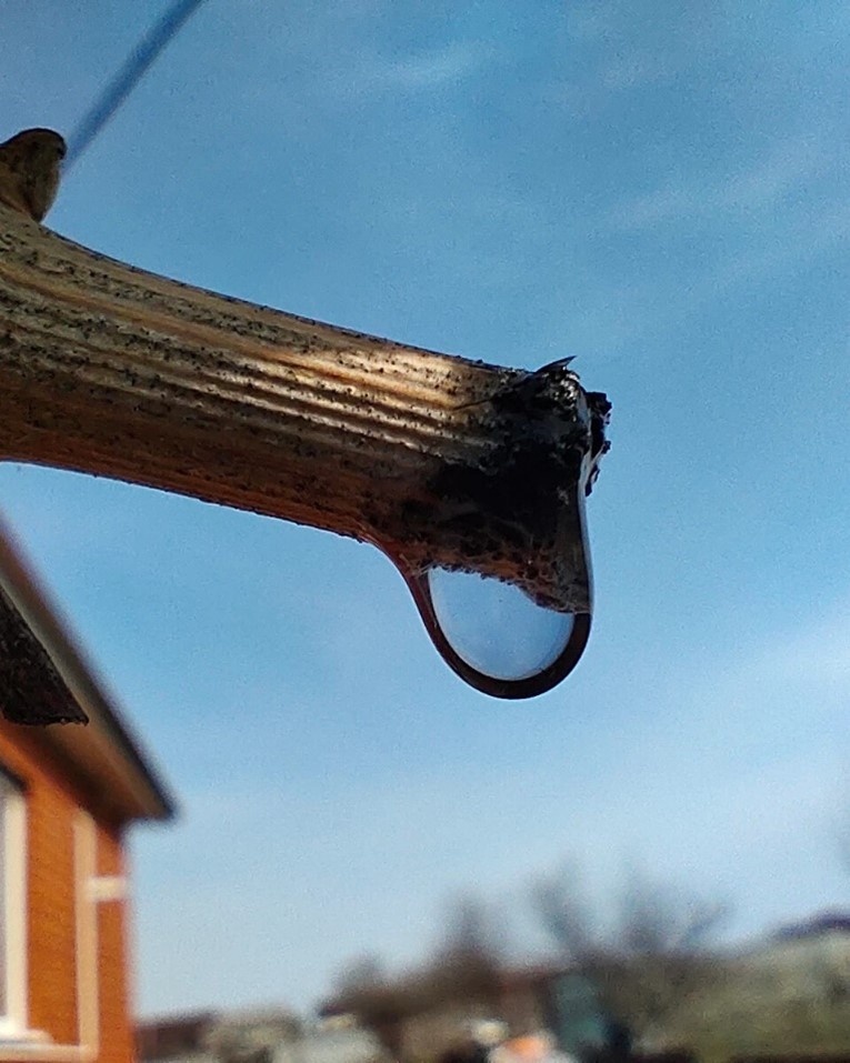 Неукрывная лоза весной вся в черных точках 