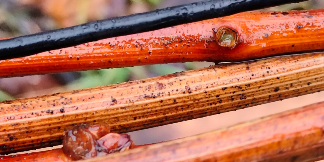 Обработка винограда ранней весной. Чем бороться с пикнидами на лозе?