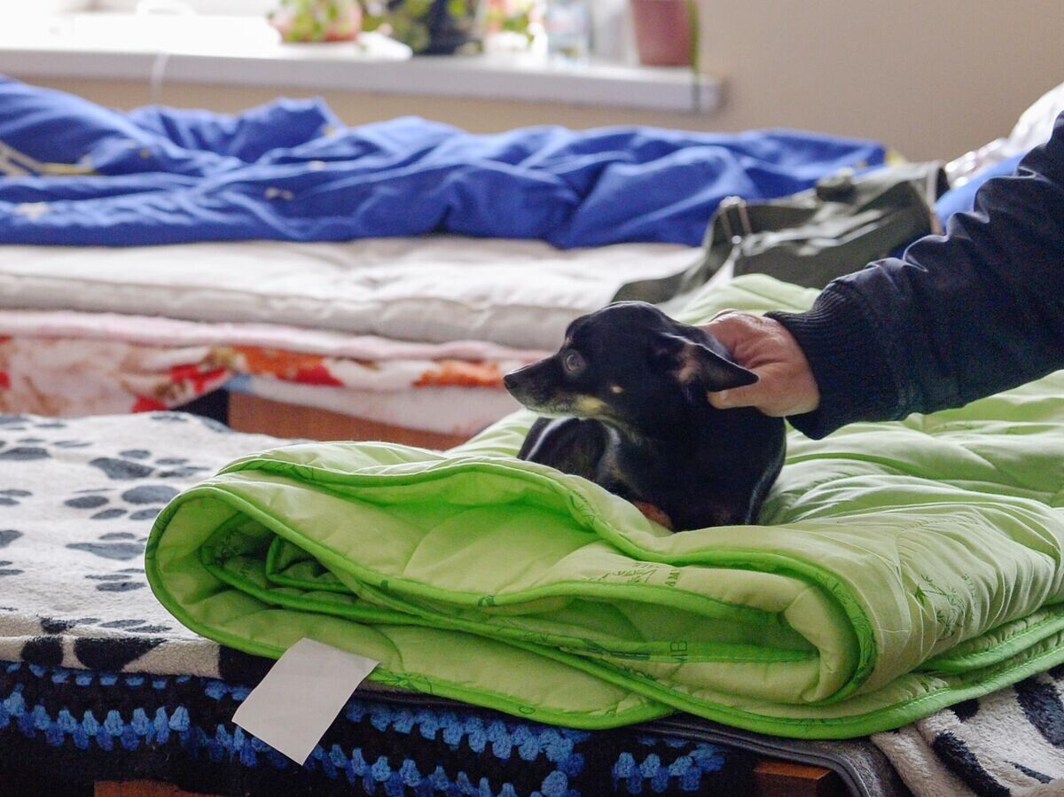    Собачка в пункте временного размещения в Орске для жителей, пострадавших от паводка | © РИА Новости / Сергей Никифоров