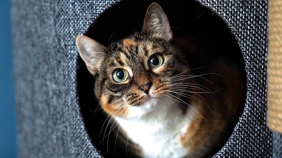    Фото: ИЗВЕСТИЯ/Анна Селина