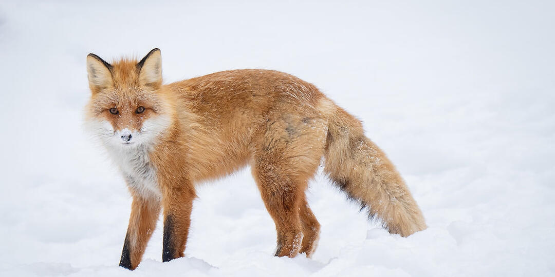 Алтайские депутаты предложили платить охотникам за добытых лисиц