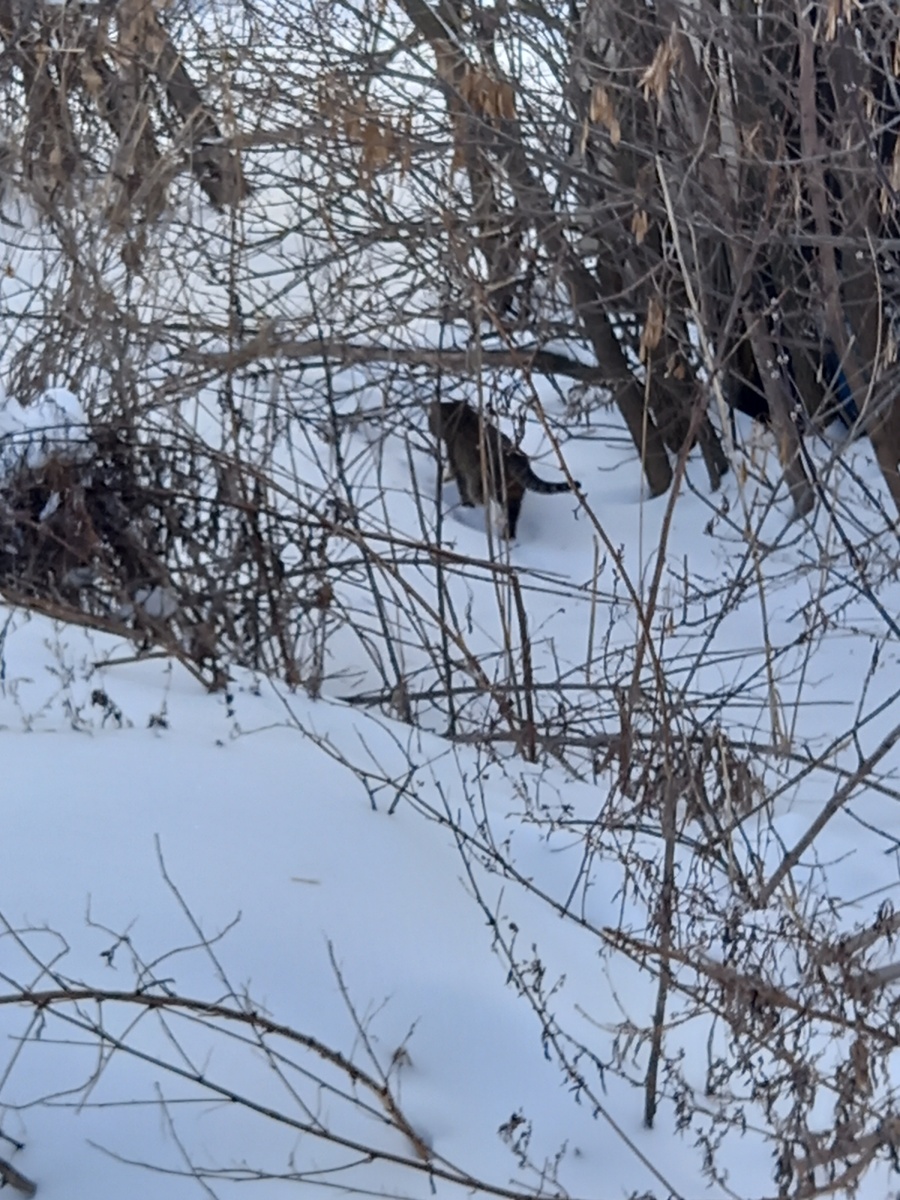 Уходит на разведку