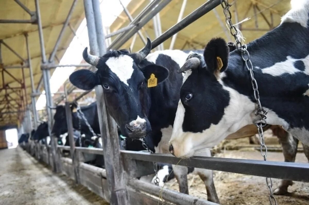    Дойная корова.