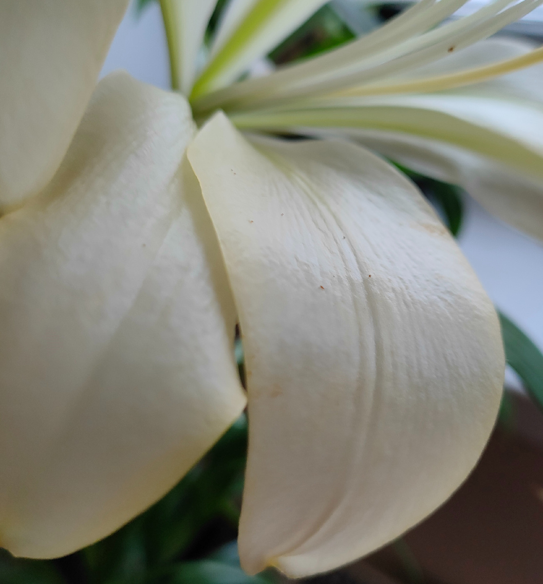 02.03.26 Лилия Трубчатая Вайт Планет в горшке зимой, как комнатное растение 