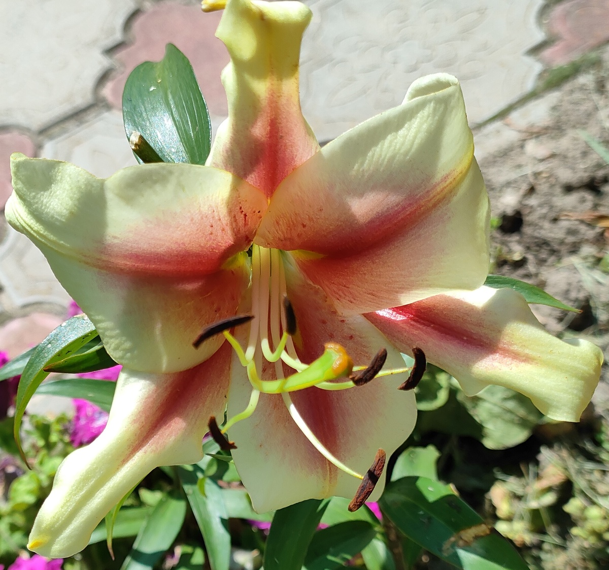 27.07.24 Лилия без названия