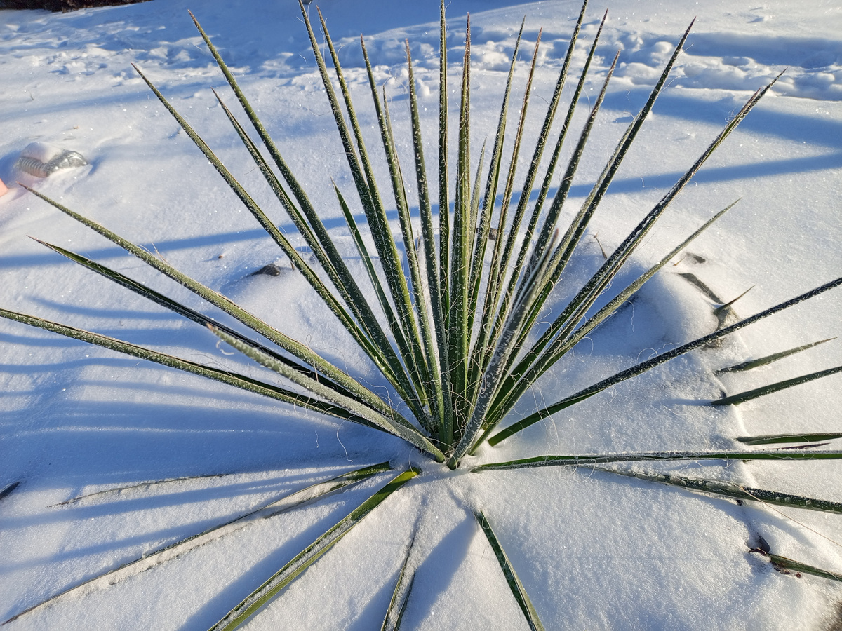 Юкке мороз нипочем.