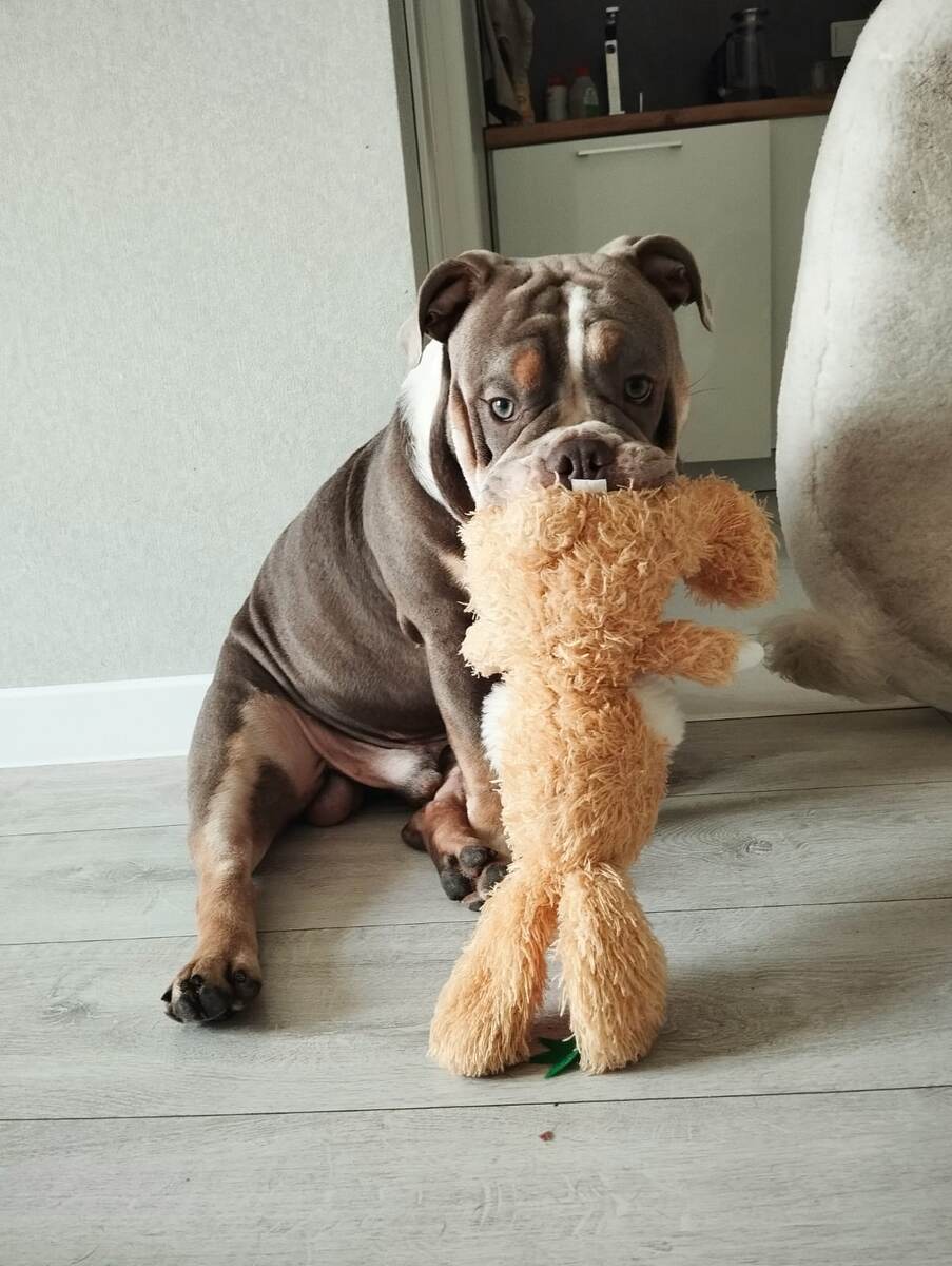 Английский бульдог, известный весельчак и клоун,способный только рассмешить до колик или зализать до обморока, своим весом приравнивается к опасной боевой собаке.