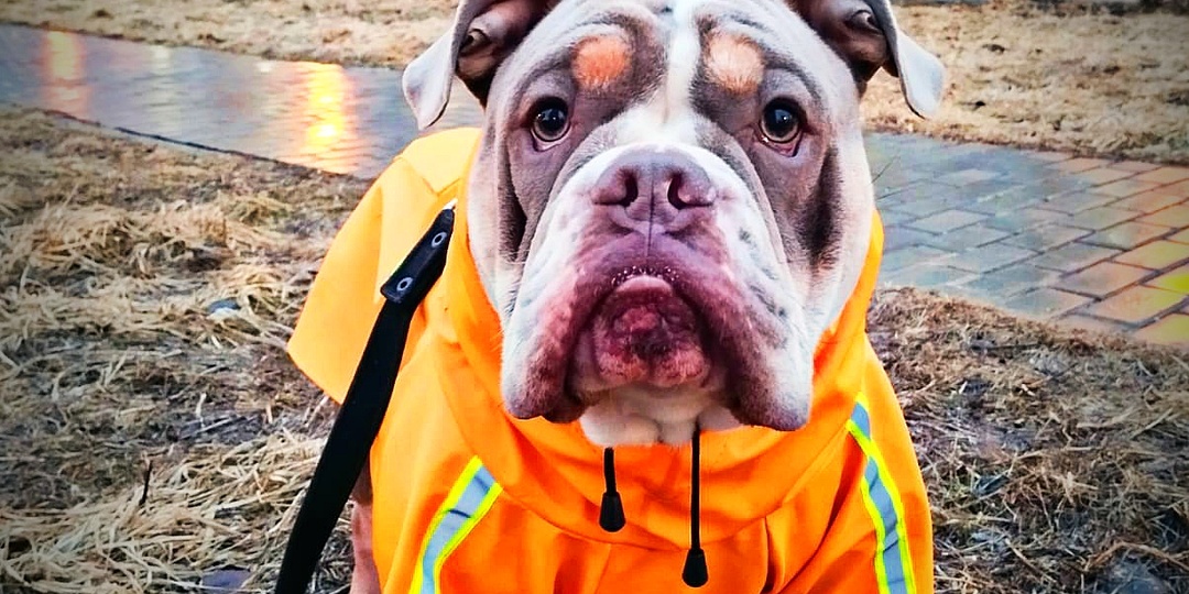 Налог на выгул собак хотят ввести в России