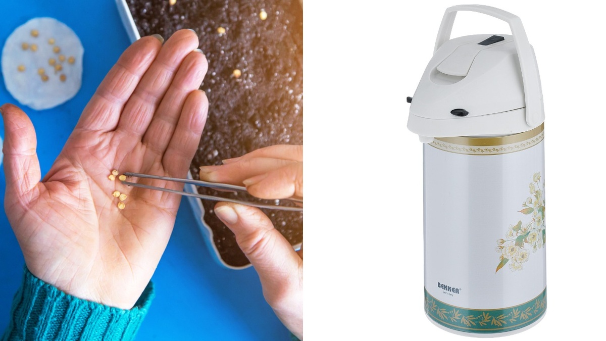 Обычный термос стал моим главным помощником для быстрого проращивания