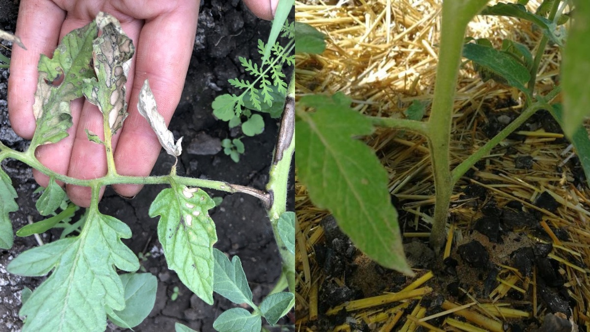 Так выглядела моя рассада через 14 дней после мульчирования холодной почвы