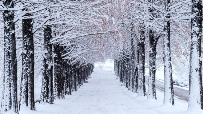 Фото: https://ru.freepik.com/free-photo/row-trees-winter-with-falling-snow_11600477.htm#