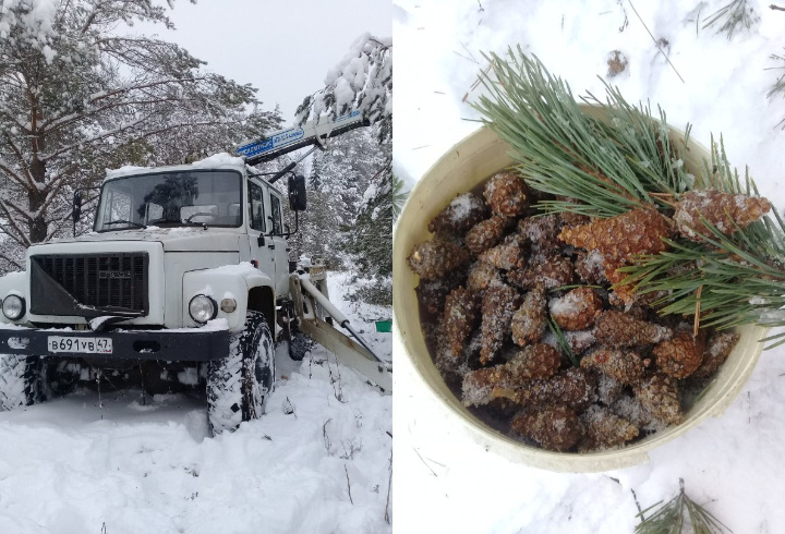 фото: Комитет по природным ресурсам Ленинградской области