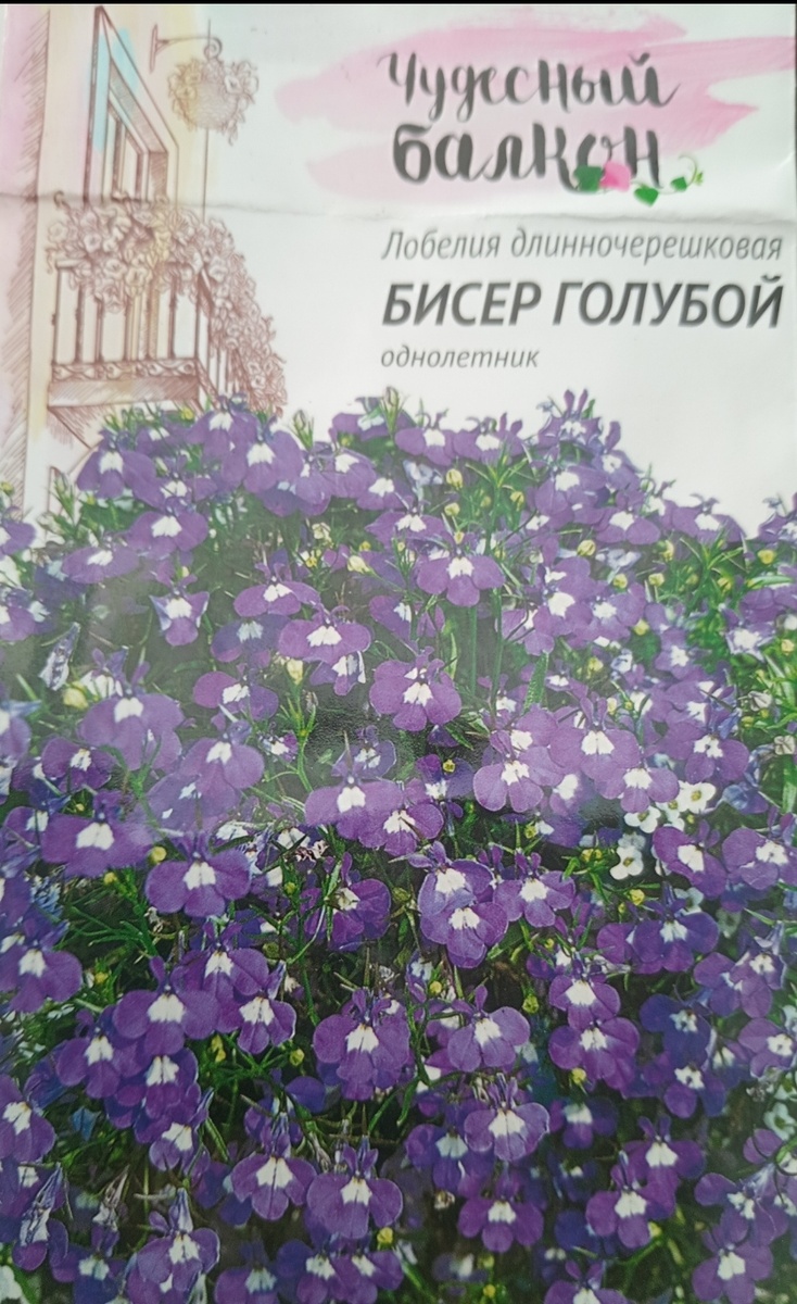 Фото из личного архива. В этом году буду высаживать лобелию фиолетового цвета.