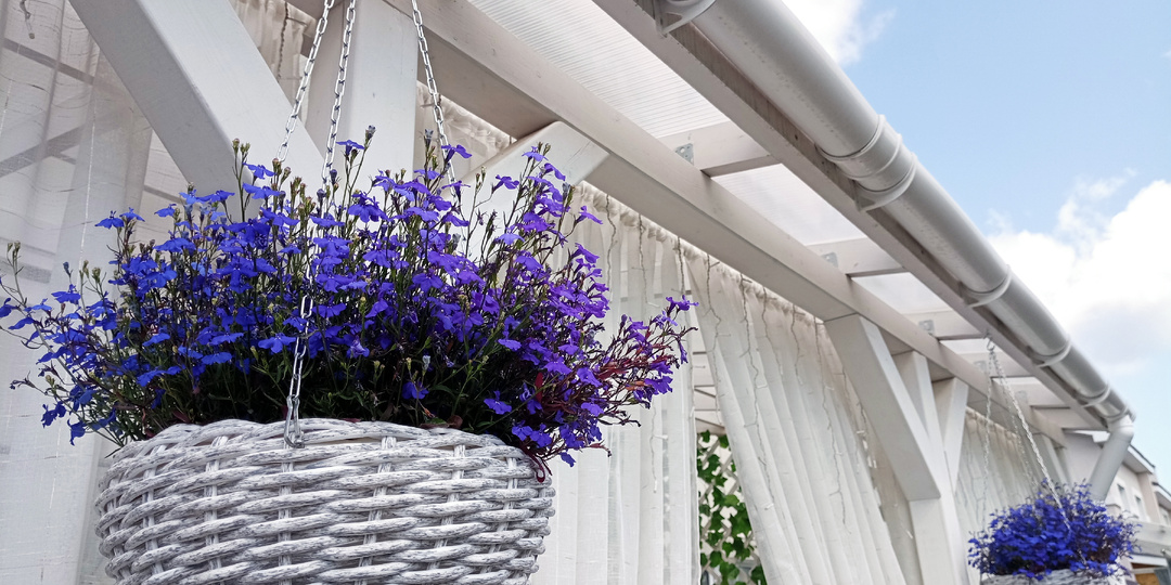 ЛОБЕЛИЯ: посев семян, уход за рассадой и условия выращивания