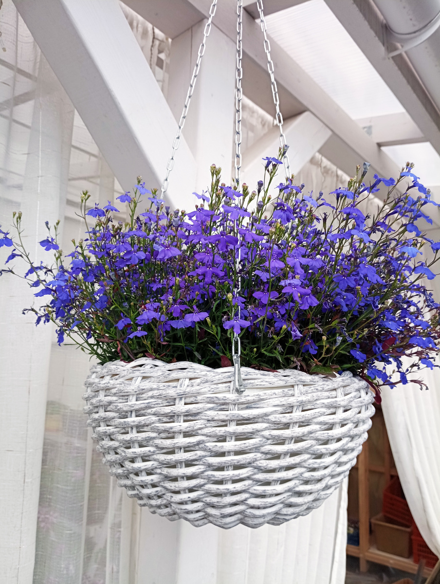 Фото из личного архива. Такой у меня была лобелия в 2025году, фото сделано в июне месяце.