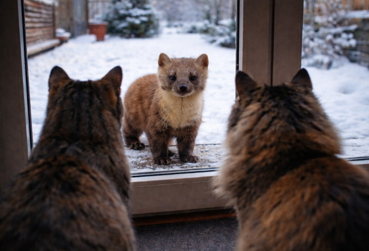 фото: сгенерировано ИИ