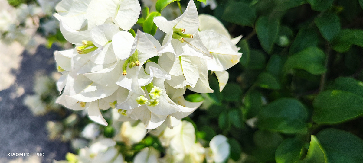 Бугенвиллия белая.