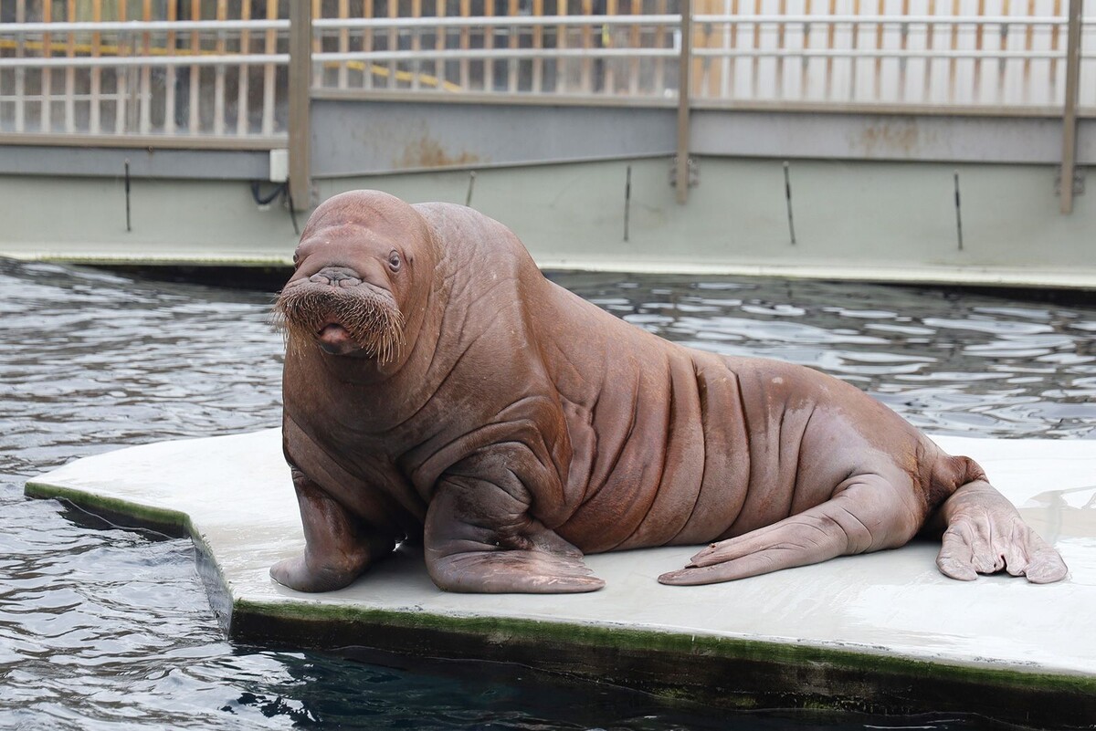    Московский зоопарк празднует 162-летие: специальная программа для гостей