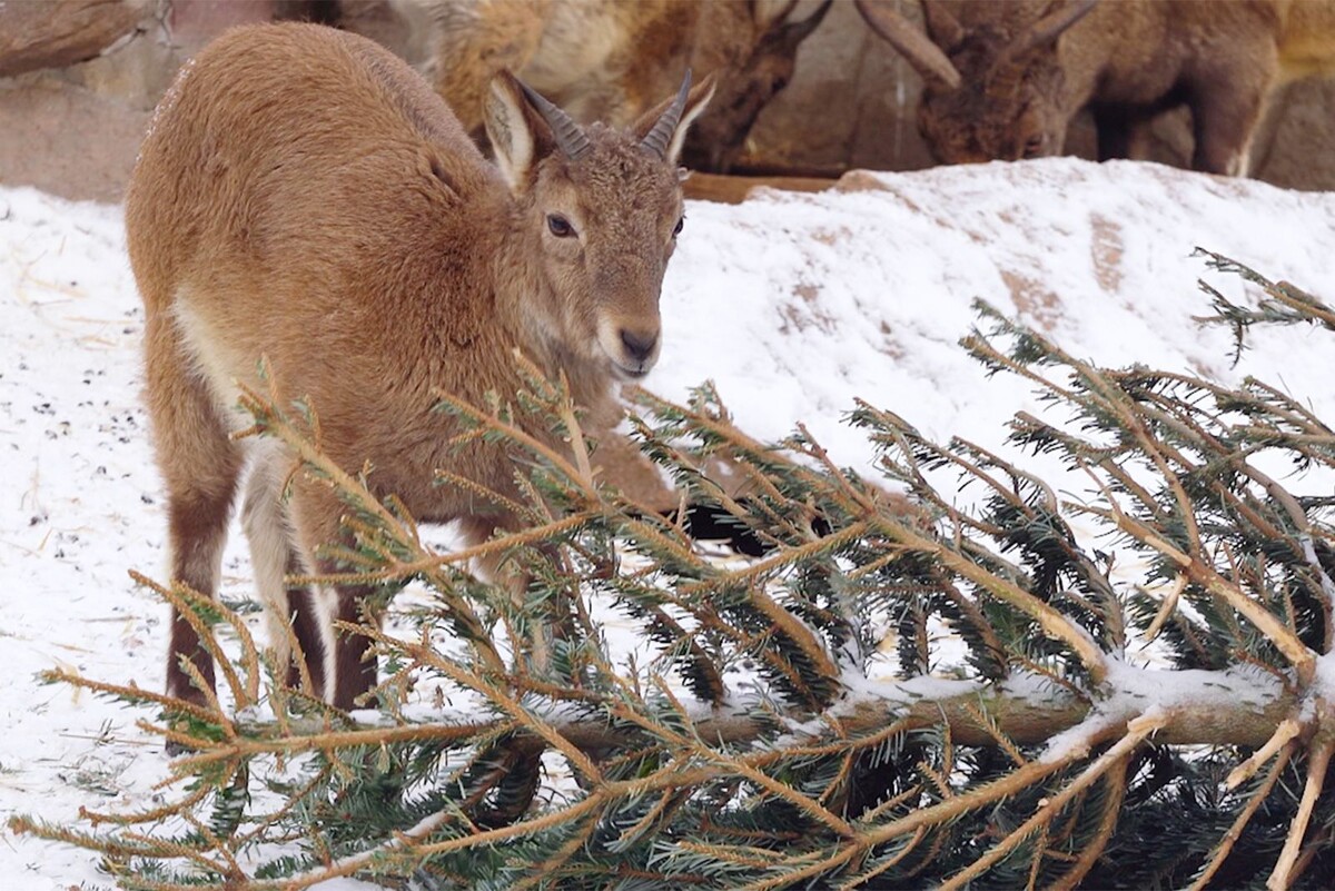    Московский зоопарк празднует 162-летие: специальная программа для гостей