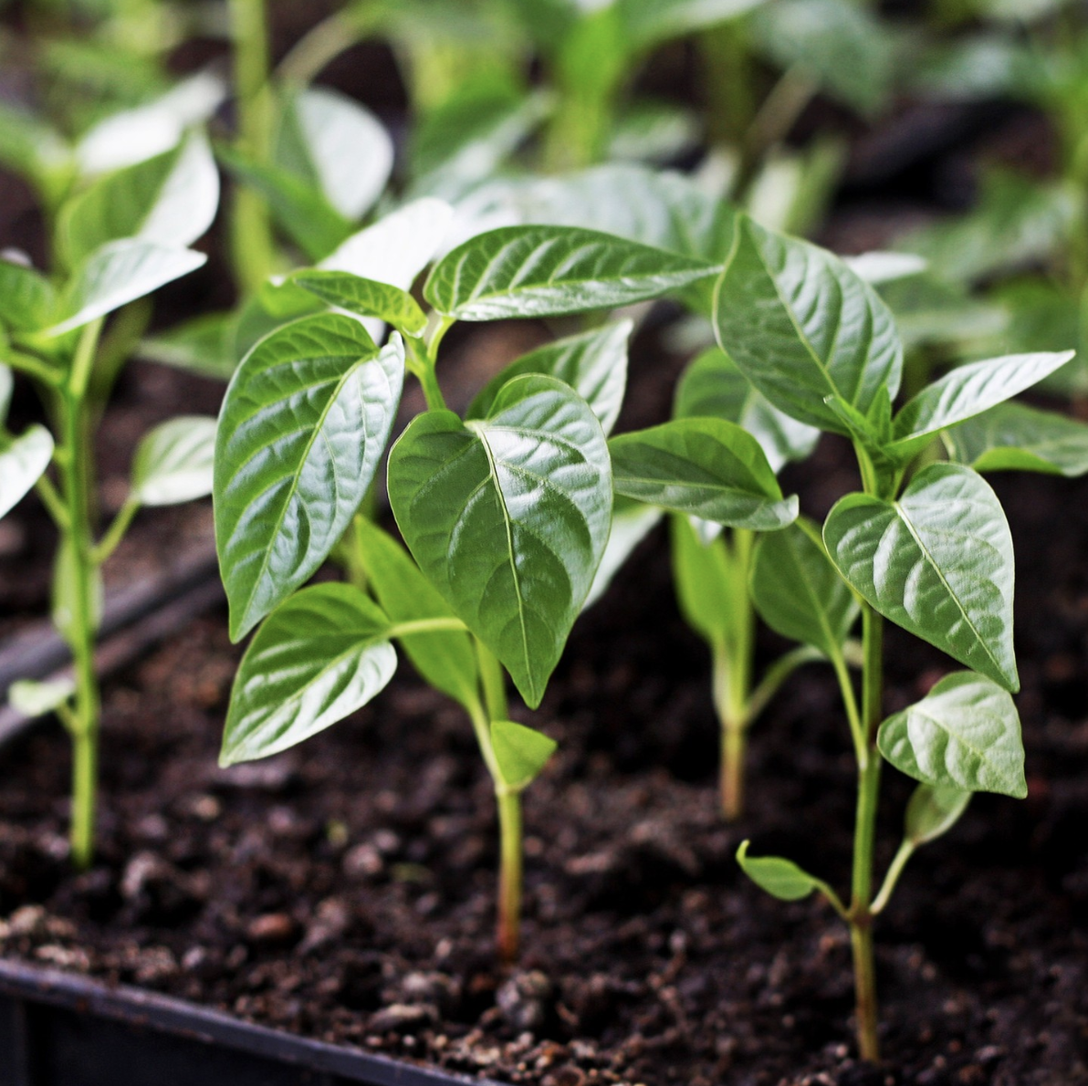 рассада болгарского перца